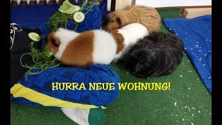 Meerschweinchen in der neuen Einrichtung. WIR LEBEN NOCH :-D