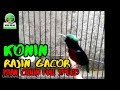 Kolibri Ninja Gacor Full Isian Cililin Speed Rapat Mp3 - Mp4 Download