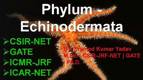 PHYLUM- ECHINODERMATA (INVERTEBRATES) CSIR-UGC NET | GATE | ICMR-JRF | ICAR-NET