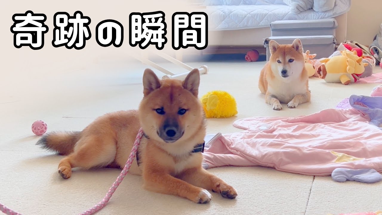 【奇跡の変化】手術から1週間…険悪だった柴犬姉弟にまさかの展開が‼︎
