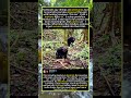 The Brutal Truth Behind Their Fights (You Won’t Believe Why) #foryou #fyp #animals #funny#WildAnimal