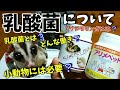 【元ペットショップ店員】が伝える！小動物に対しての乳酸菌の必要性！！The need for lactic acid bacteria in small animals.