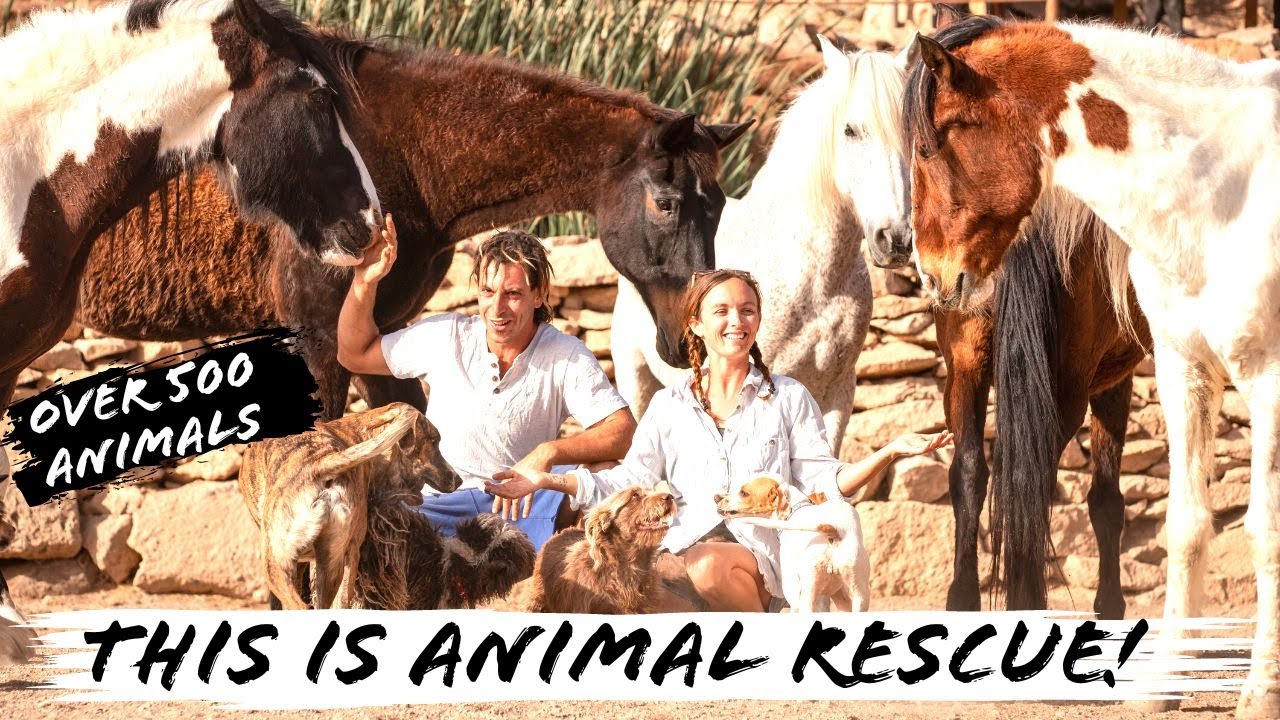 HOW IT BECAME A REALITY | Welcome To Tenerife Horse Rescue!