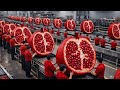 From Pomegranate to Juice, Serum &amp; Cream | Inside a High-Tech Processing Factory