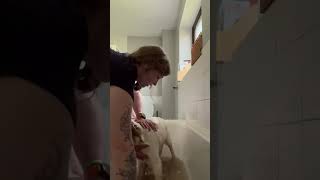 Bathing the Clumber spaniel