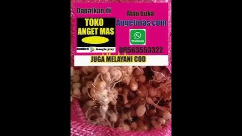 jual kunci Pepet segar #kuncipepet