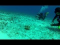 Dropping in on a puffer fish