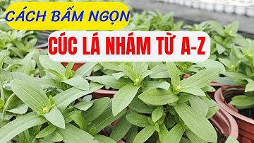 Cúc Lá Nhám/ Cách bấm ngọn từ A - Z / How To Grow Zinnia From Seeds