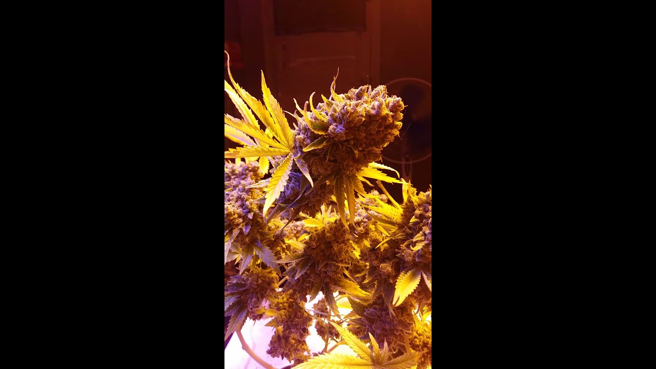 Amnesia Lemon & Lemon Thai Kush (high pressure aeroponics) harvest day