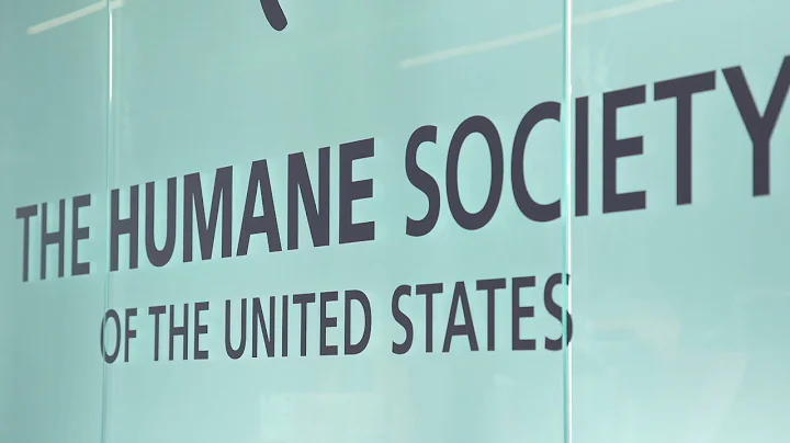 The reality of animal testing in the U.S.