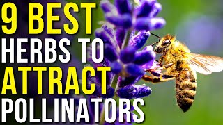 9 Herbs that Attract Pollinators to Your Garden | How to Attract Pollinators by When You Garden 739 views 6 months ago 5 minutes, 44 seconds