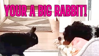 rabbit and dog hang out by Binky Bunny's Way 372 views 2 months ago 5 minutes, 24 seconds