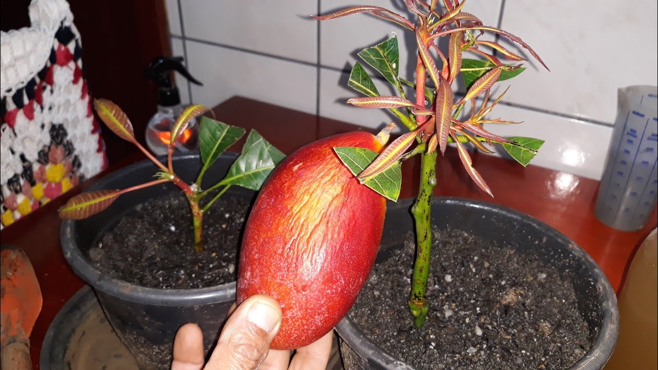 ENRAIZE ESTACA DE MANGA PALMER NA ÁGUA!!!!