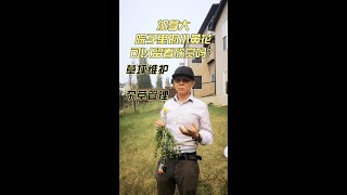 加拿大院子草坪维护除杂草