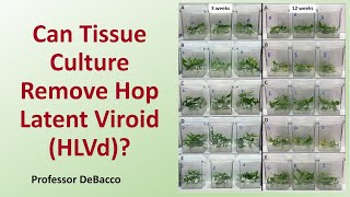 Can Tissue Culture Remove Hop Latent Viroid (HLVd)