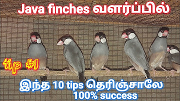java finches 10 important Breeding tips| breeding tips in tamil | java finches | Real Feathers
