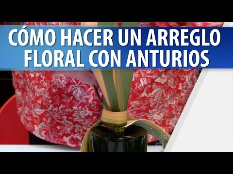 Video: Anthurium Scherzer: cuidado en el hogar, descripción, reproducción y reseñas