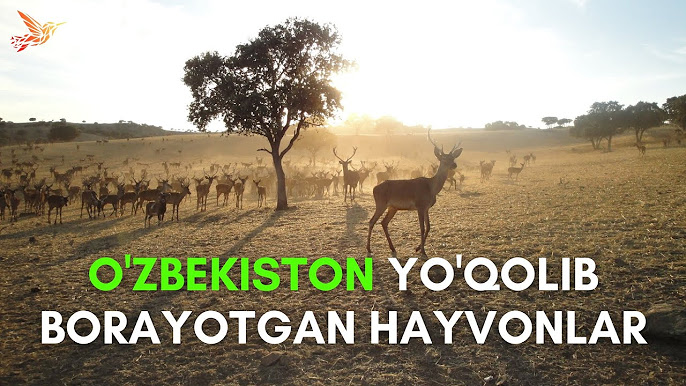 Porno sadomaz lezbiyenler