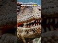Dimorphodon: El pterosaurio con dos tipos de dientes 🦇🦖