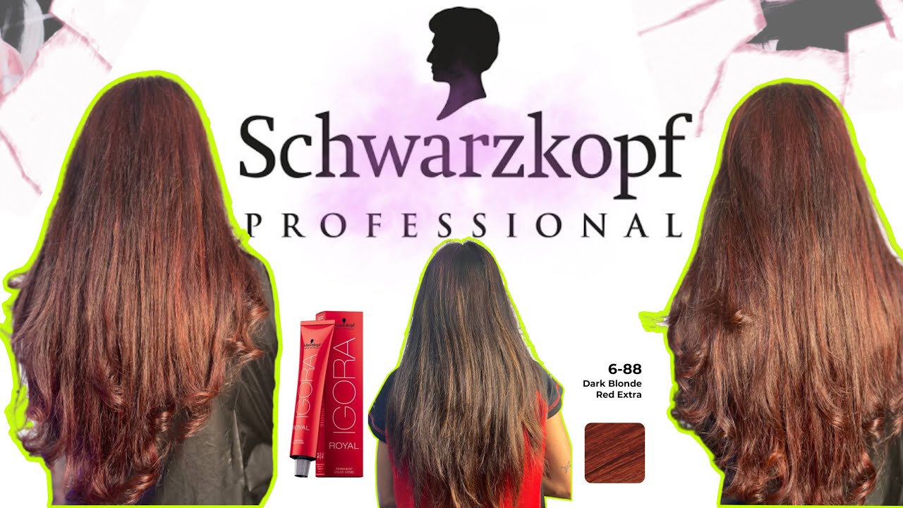 Schwarzkopf Igora 6 88 Red Blonde Red Extra Hair Color At Home Schwarzkopf Igora 6 88 Red Blonde Red Extra Hair Color At Home