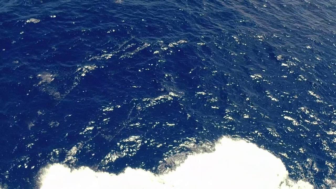 flying fish off cruise ship
