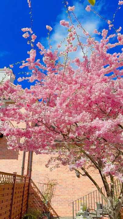 The best spring 🌸 uk