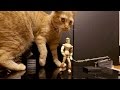 Keep your cat away from puppet animation