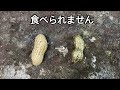 【砂型鋳造】自宅でできる？本物の落花生を原型にする砂型鋳造のコツと注意点「彫金技法入門」Peanut Brass Casting」