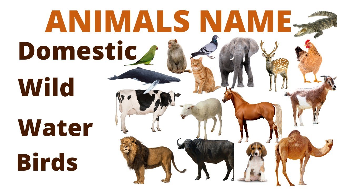 Domestic, Wild Animals, Birds Name, water Animals name - YouTube