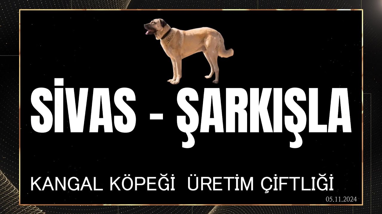 SİVAS - ŞARKIŞLA / KANGAL KÖPEĞİ ÜRETİM ÇİFTLİĞİ