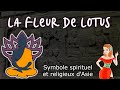 La fleur de lotus et ses grands leons symbole asiatique