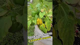 Урожай сладкого перца в Апреле! ОБЗОР УРОЖАЯ #shortvideo