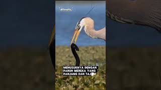 Burung bangau biru besar (nama ilmiah: Ardea herodias) dari keluarga bangau Ardeidae #burung #shorts