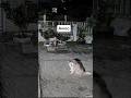 Husky and 4 dogs hear my voice through the camera🦊 #huskyhowl #doghowling #huskyreaction #funnydogs