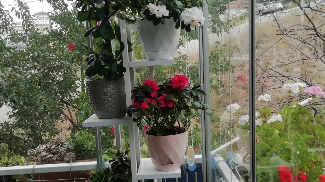 SONBAHARDA BALKON ÇİÇEK GÖRSELİ💕😀💕DESTEK OLALIM