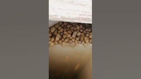 5XZS 10DS peanut cleaning machine video 1