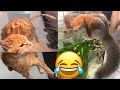 Funny animals 2022 | Adorable cats and dogs 2022 | Best Funny Animal Videos 2022 🤣😂