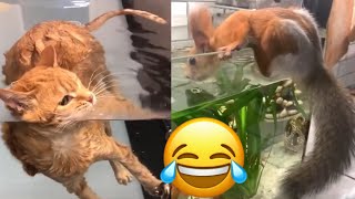 Funny animals 2022 | Adorable cats and dogs 2022 | Best Funny Animal Videos 2022 🤣😂