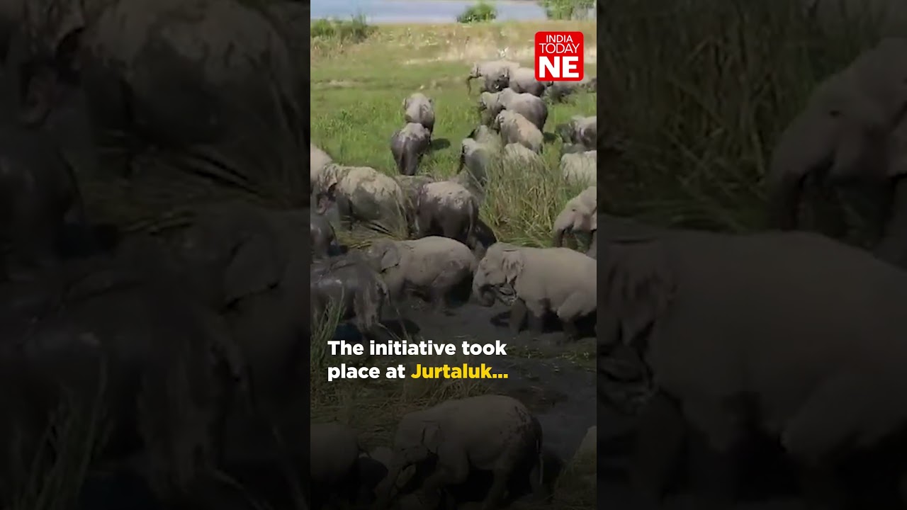 A 30-year-old male elephant was successfully radio-collared in a joint operation