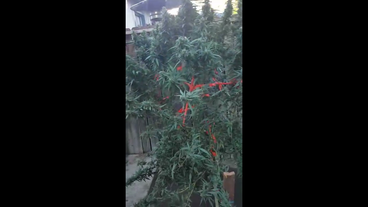 Jack herer outdoor grow 2016