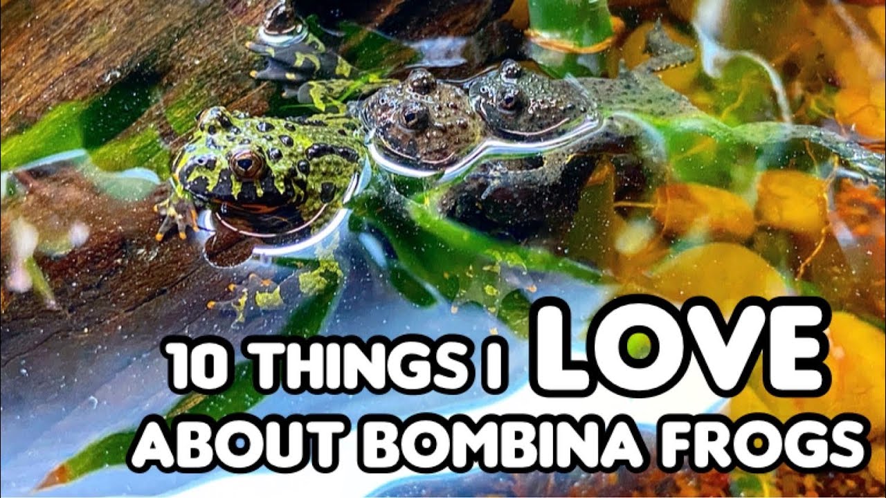 10 Things I Love About Fire Bellied Toads  Yellow Bellied Toads