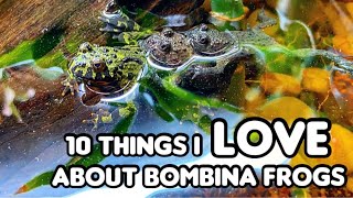 10 Things I Love About Fire Bellied Toads & Yellow Bellied Toads