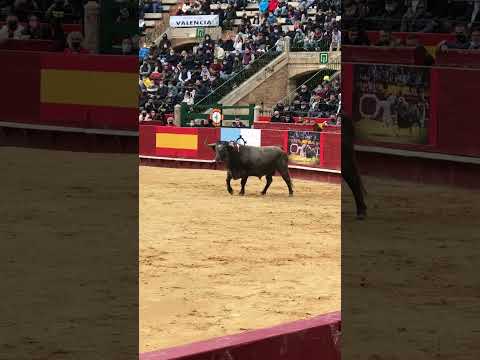 Toro Arena Valencia Spain #toro #arenavalencia #valencia #matador #boğagüreşi #spain #ispanya