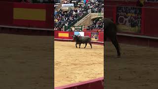 Toro Arena Valencia Spain #toro #arenavalencia #valencia #matador #boğagüreşi #spain #ispanya