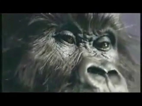 Phil Collins dons his Gorilla suit and plays drums  Doovi