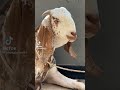 Tiktok Funny Video ☺ #shorts #shortvideo #bakra
