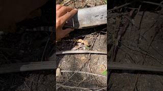 Catching a gecko hiding under dry wood #animals #insects #gecko #catch #wildlife