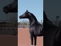 جمال الخيل الادهم خيل عربي اصيل خيل 