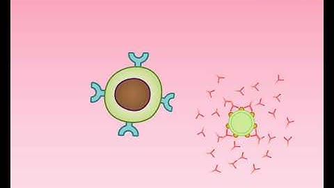 Animation 24.2 Production of antibodies