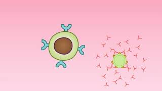 Animation 24.2 Production of antibodies